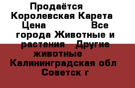 Продаётся!     Королевская Карета › Цена ­ 300 000 - Все города Животные и растения » Другие животные   . Калининградская обл.,Советск г.